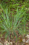 Waterfall's sedge